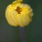 Flower Bud