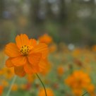 Fleures d'automne