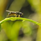 Macro 
