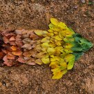 colorful leaves 