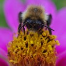 Bumble bee