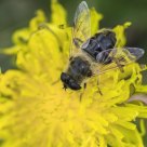 Pollinator
