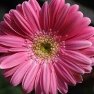 Sun flower