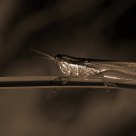 Grasshopper