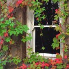 Window And Fall Color