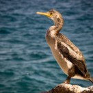 Cormorant