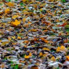 Big yellow leaf