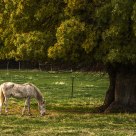 The horse