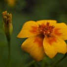 Yellow flower
