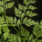 Green leaf