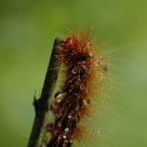 Caterpillar