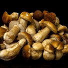 Boletus