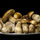 Boletus