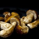 Boletus