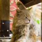 Cat in Songzanlin Temple, ShangriLa, China.