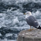 Bird Watching on Italy’s Po River