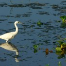 White Heron