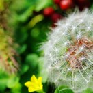 We all like the dandelion