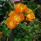 The gift from cactus
