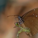 Butterfly in heaven