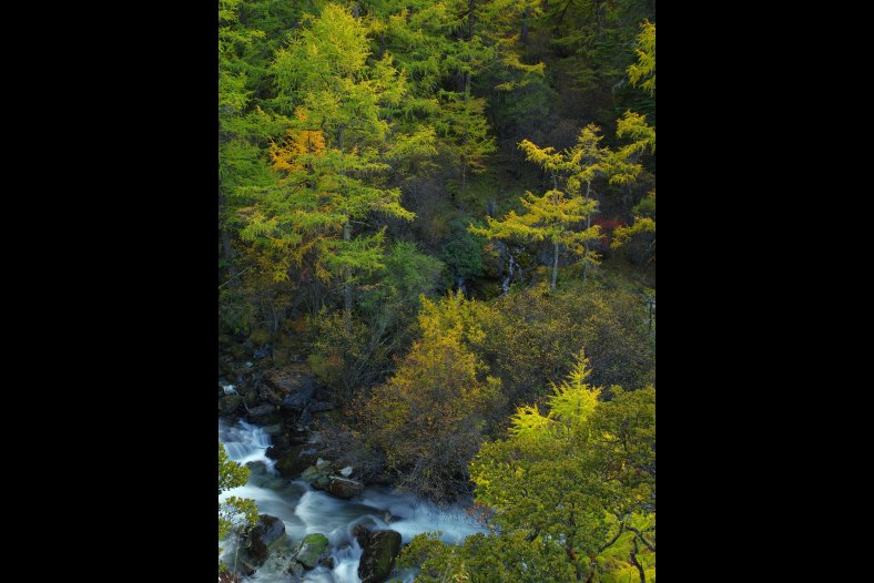 Woodland