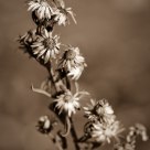 Flores de otoños