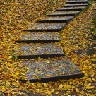 The Steps