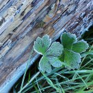in frost