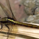 Dragonfly at rest