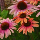 Daisies