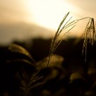 Autumn afternoon