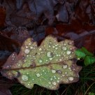 Drops