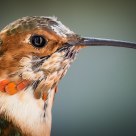 Allen's Hummingbird