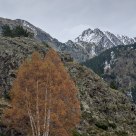 Fall Colors