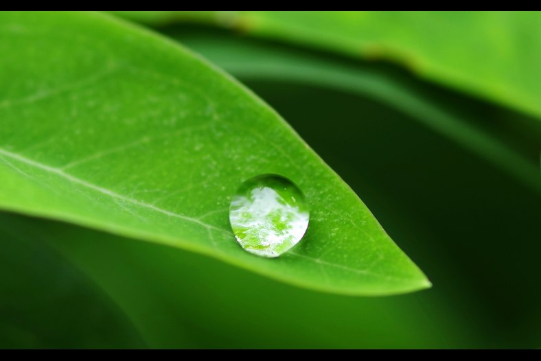 green cradle