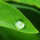 green cradle
