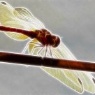 Fractalius: Walking The Line