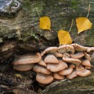 Fungi