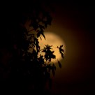 Hidden Moon