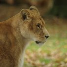 Lionne