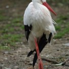 Cigogne 