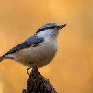  Eurasian Nuthatch (Sitta europaea)
