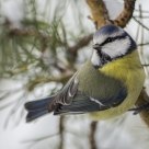 Blue Tit (Parus caeruleus)