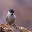  Marsh Tit (Poecile palustris)