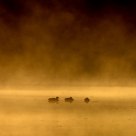 Dans la Brume