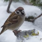  Eurasian Tree Sparrow (Passer montanus)