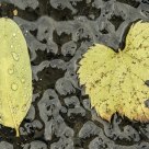 Leaves