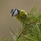 Blue Tit (Parus caeruleus)