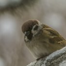  Eurasian Tree Sparrow (Passer montanus