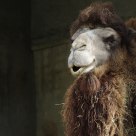 Mild Camel